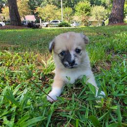 Eliza Hamilton - Sable merle and white female American Corgi puppy in Tallahassee, Florida from Koko's Korgis