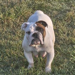 Sweets - Bulldog