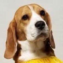 Beatrix - Beagle