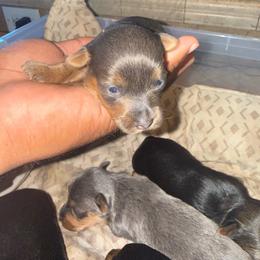 Silvia - Blue and gold female Yorkshire Terrier puppy in Pomona, California from Lunio's Yorkies