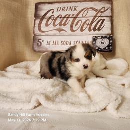 Rudy - Blue merle male Toy Australian Shepherd puppy in Logansport, Indiana from Sandy Hill Farm Aussies, LLC
