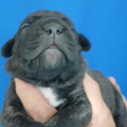 Green collar - Black brindle male Cane Corso puppy in Los Lunas, New Mexico from Top Gun Kennels NM