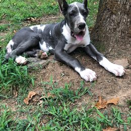 Great Dane and Miniature Schnauzer Puppies from River Valley Great Danes