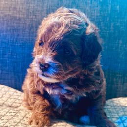 Thor - Red  male Goldendoodle puppy in Herriman, Utah from Shaggy Mountain Pups LLC