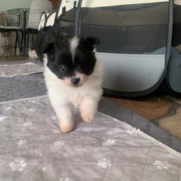 Boy 2 - Black and tan male Pomeranian puppy in Gotha, Florida from Jazzi’s Poms