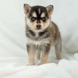 Bear (Berry Pie) - Wolf sable male Pomsky puppy in Spring City, Pennsylvania from Pomsky Power Puppies