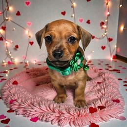 Cooper - Red male Dachshund puppy in Alvin, Texas from Cosson's Dachshunds of Alvin