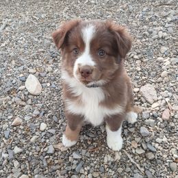 Australian Shepherd and Miniature Australian Shepherd Puppies from Renegade Point Stock Dogs