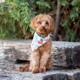 Reggie - Goldendoodle