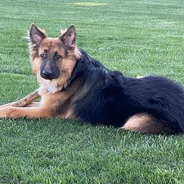 German Shepherds from BellaBey Farms