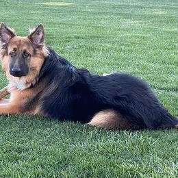 German Shepherds from BellaBey Farms