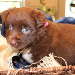 Star - Red & white female Australian Shepherd puppy in Plantersville, Texas from Jak Se Auss