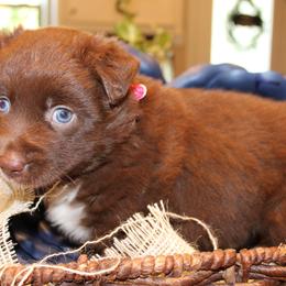 Star - Red & white female Australian Shepherd puppy in Plantersville, Texas from Jak Se Auss