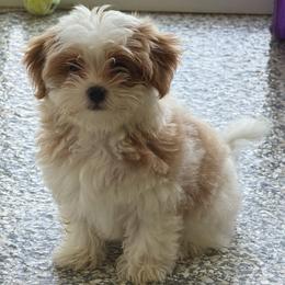 Boy 2 - Red male Havanese puppy in Morriston, Florida from OPA! Havanese (formerly Elysium Fields)