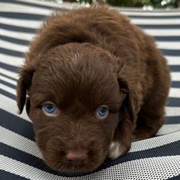 Bobtail - Red & white male Australian Shepherd puppy in Lexington, South Carolina from Lightspeed Kennels