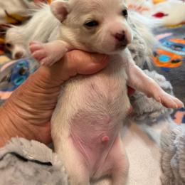 Sawyer - Cream and white male Chihuahua puppy in Amity, Pennsylvania from Rhoda and Verna