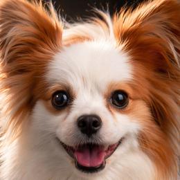 Daisy - Papillon