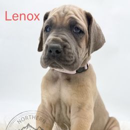 Lenox - Fawn female Great Dane puppy in Sac City, Iowa from Northern Great Danes of Colorado & Iowa