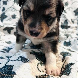 Myrrh - Tri-color female Border Collie puppy in Keller, Texas from Bordercollieblues
