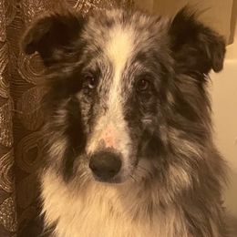 Star - Shetland Sheepdog