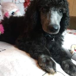 Poodle Puppies from Southern Sunshine Standards