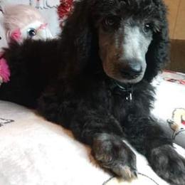 Poodle Puppies from Southern Sunshine Standards