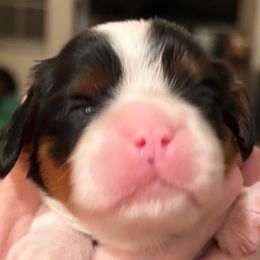 Girl 2 - Tri-color female Cavalier King Charles Spaniel puppy in Melbourne, Florida from Majestic Cavaliers of Melbourne FL