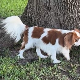 Joker - Cavalier King Charles Spaniel