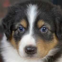 Binx - Australian Shepherd puppy in Poway, California from Side Tongue Shepherds