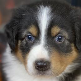 Binx - Australian Shepherd puppy in Poway, California from Side Tongue Shepherds
