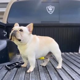 Toro - French Bulldog