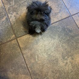 Shih Tzu Puppies from Socal Mother Of Shih Tzus