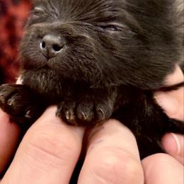 Boy 5 - Black and tan male Pomeranian puppy in Sherman, Texas from Wynter Wonderland Poms