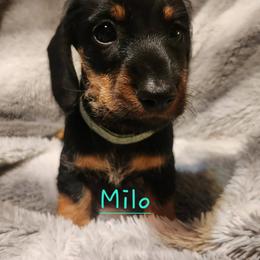 Dachshund Puppies from Circle F Wired Wieners