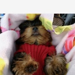 Poodle, Yorkipoo, and Yorkshire Terrier Puppies from Yorkie Oodle Doodle