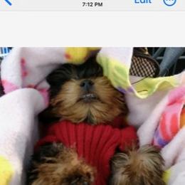 Poodle, Yorkipoo, and Yorkshire Terrier Puppies from Yorkie Oodle Doodle