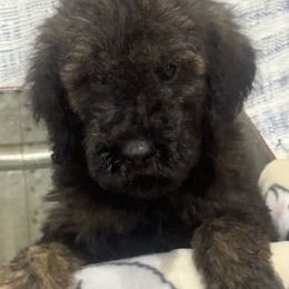 Balto - Brindle Poodle puppy in Flora, Illinois from Hanging Rock Poodles