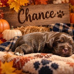 Chance - Brown male Cocker Spaniel puppy in Clinton, Oklahoma from Enchanted Spaniels