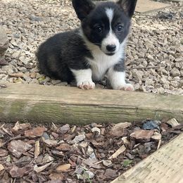 American Corgi and German Shepherd Puppies from Grace Ridge Shepherds and Corgis