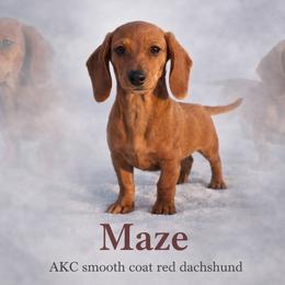 Maze - Dachshund