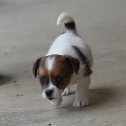 Ina Boy 3 - White and tan male Russell Terrier puppy in Middletown, Virginia from DBF Russell Terriers