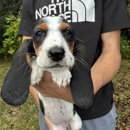 Purple collar female - Black brown and white female Basset Hound puppy in Lindley, New York from Hill Top Basset Hounds & Cane Corso