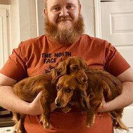 Dachshund Puppies from Honey Creek Dachshunds