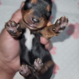 Boy 3 - Black and gold male Yorkipoo puppy in Gilbert, Arizona from Yorkie Your Soulmate Puppy