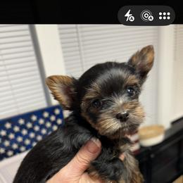 Yorkshire Terrier Puppies from Frances Hodges