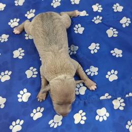 Fiore - Fawn female Italian Greyhound puppy in Duncanville, Texas from Oremor's