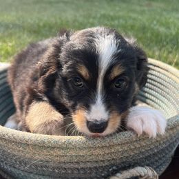 Toy Australian Shepherds from 4T Toy and Mini Australian Shepherds