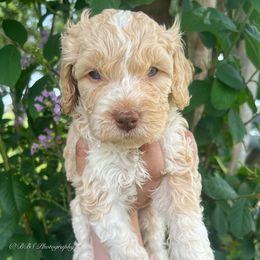Gracie - Parti female Double Doodle puppy in Yoakum, Texas from The Scott’s Dood Ranch
