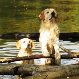 Golden Retrievers from Amy Krumenauer