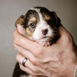 Timothy - Black and tan male Pembroke Welsh Corgi puppy in South Otselic, New York from Ridge Top Corgis